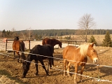 Des chevaux à la Croix des Hêtres, près du Moyemont